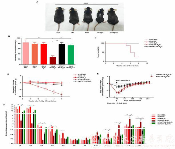 脂肪代谢性肌病研究取得新进展 《Annalsof Neurology》发表焉传祝团队研究成果